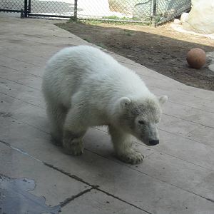 Hudson the Polar Bear