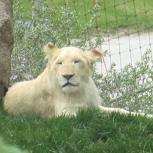 White Lion