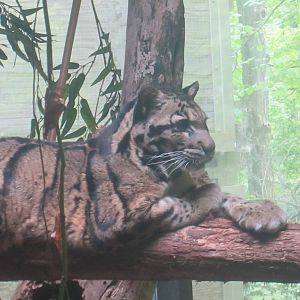 Clouded Leopard