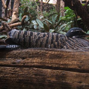 Female Sun Bittern on nest