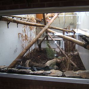 View of new Green Iguana exhibit