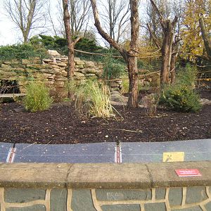 View of new Bush Dog/Brown-nosed Coati enclosure