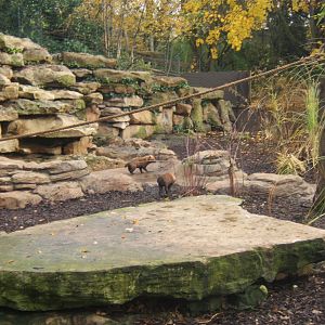 View of new Bush Dog/Brown-nosed Coati enclosure