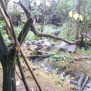 Domestic Guineafowl in the Bornean Longhouse Aviary