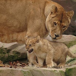 African Lions