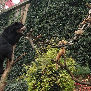 Spectacled Bear and Coatis