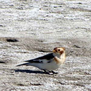 Snow Bunting