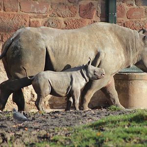 Eastern black rhinoceros and calf
