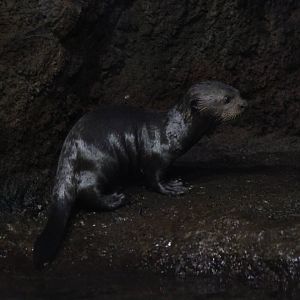 Giant otter pup