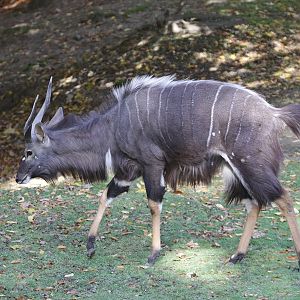 Nyala (Nyala angasii) - male