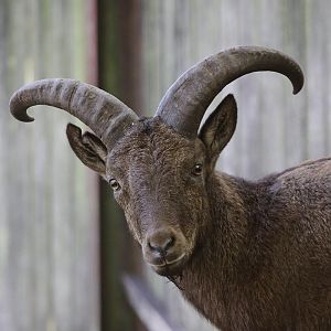 East Caucasian Tur / Daghestan Tur (Capra cylindricornis)