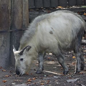 Golden Takin (Budorcas bedfordi)