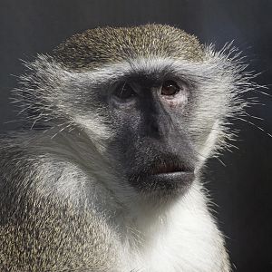 Green Monkey (Chlorocebus sabaeus)