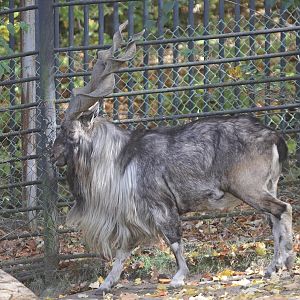 Turkmenian Markhor (Capra falconeri heptneri) - male