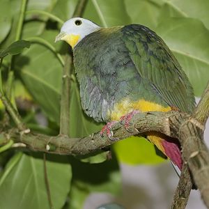 Black-naped Fruit-dove (Ptilinopus melanospila) - male