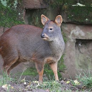 Southern pudu (Pudu pudu)