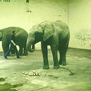 Elephants c late 1970s, courtesy of P Bloom Esq