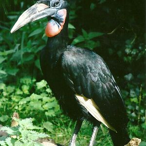 Abyssinian Ground Hornbill 14th September 2012