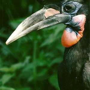 Abyssinian Ground Hornbill 14th September 2012