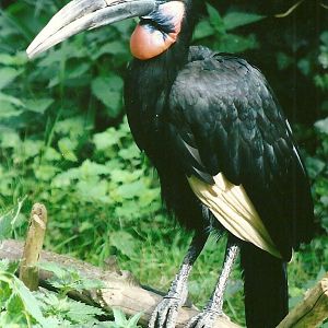 Abyssinian Ground Hornbill 14th September 2012