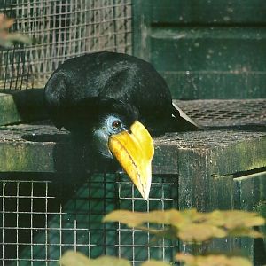 Wrinkled Hornbill hen 14th September 2012