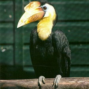 Wrinkled Hornbill cock 14th September 2012