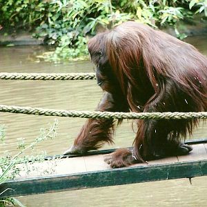 A big hairy monkey crossing a bridge 14th September 2012