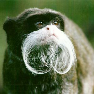 Emperor Tamarin 14th September 2012