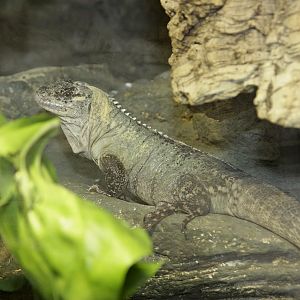 Utilan Spiny-tailed Iguana (Ctenosaura bakeri)