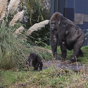 Baby Gorilla "Kukena" with mother