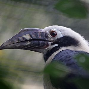Tarictic Hornbill (Penelopides panini) - male