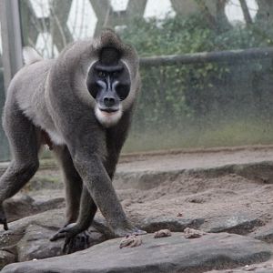 Drill (Mandrillus leucophaeus)