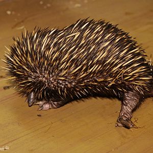 New Guinea Short-beaked Echidna (Tachyglossus aculeatus lawesii)
