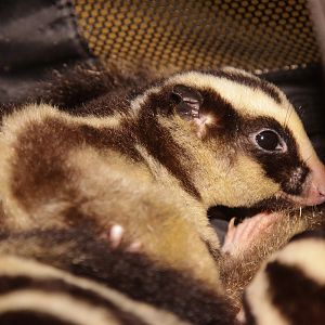 Striped Possum (Dactylopsila trivirgata)