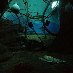 Night Hunters-Aardvark, Garnett's Galago, Indian Flying Fox exhibit