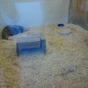 Children's Zoo-Nusery-Aardvark exhibit