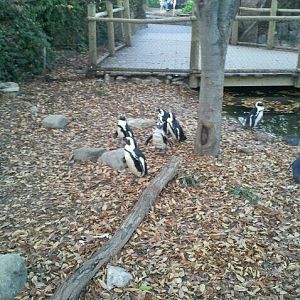 Penguin Walkabout-African Penguins