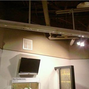 World of the Insect-Insect Lifestyles-Leaf-cutter Ant exhibit Tube