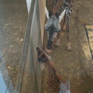 Giraffe Ridge-Masai Giraffes-Baby Lulu and Mother Tessa