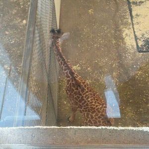 Giraffe Ridge-Masai Giraffe-Baby Lulu