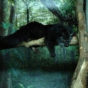 Night Hunters-Bearcat