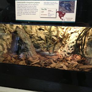 Reptile House-Black Milk Snake exhibit