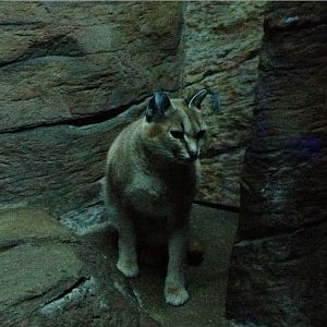 Night Hunters-Caracal