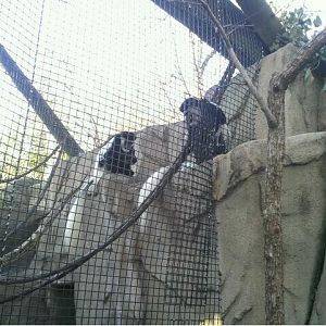 Gorilla World-Eastern Black-and-White Colobus Monkeys