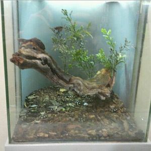 World of the Insect-What Insects Eat-Domino Roach exhibit