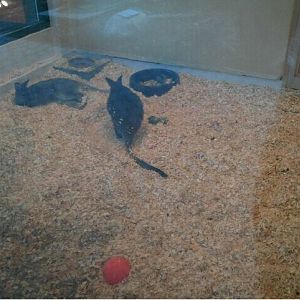 Children's Zoo-Nusery-First Bennett's Wallaby exhibit