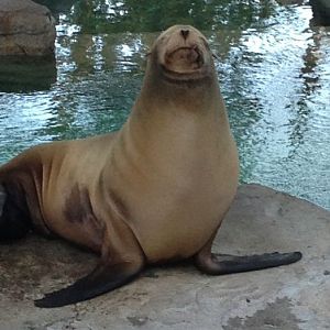 California Sea Lion-Duke