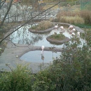 Giraffe Ridge-Greater Flamingo exhibit
