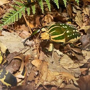 World of the Insect-Success of the Insect-Magnificent Flower and Yellow-bel