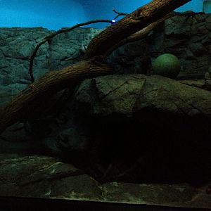 Night Hunters-Fossa exhibit